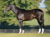 Complete Equine Wellness: